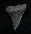 Fossil Giant Mako Shark Tooth - Virginia #5551-1